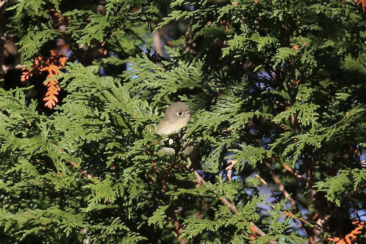 Ruby-crowned Kinglet - ML644054776