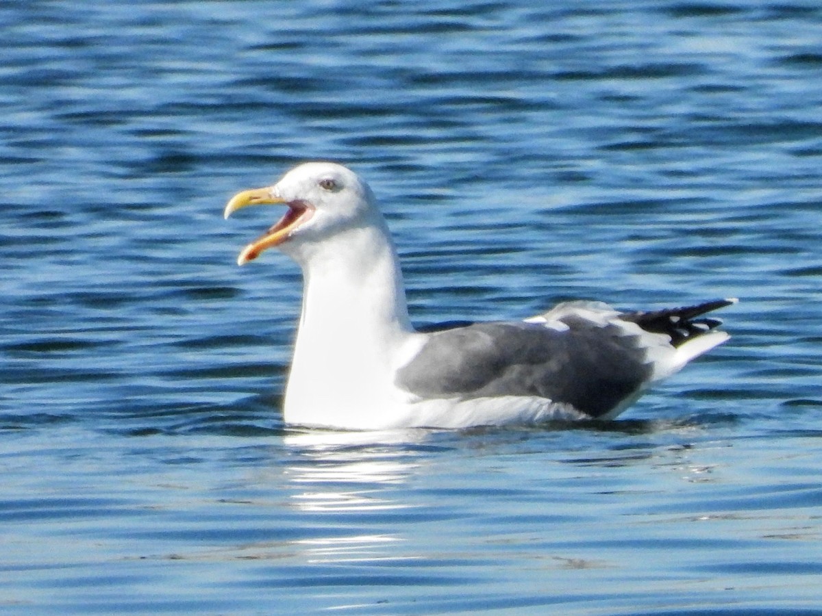Western Gull - ML644054783
