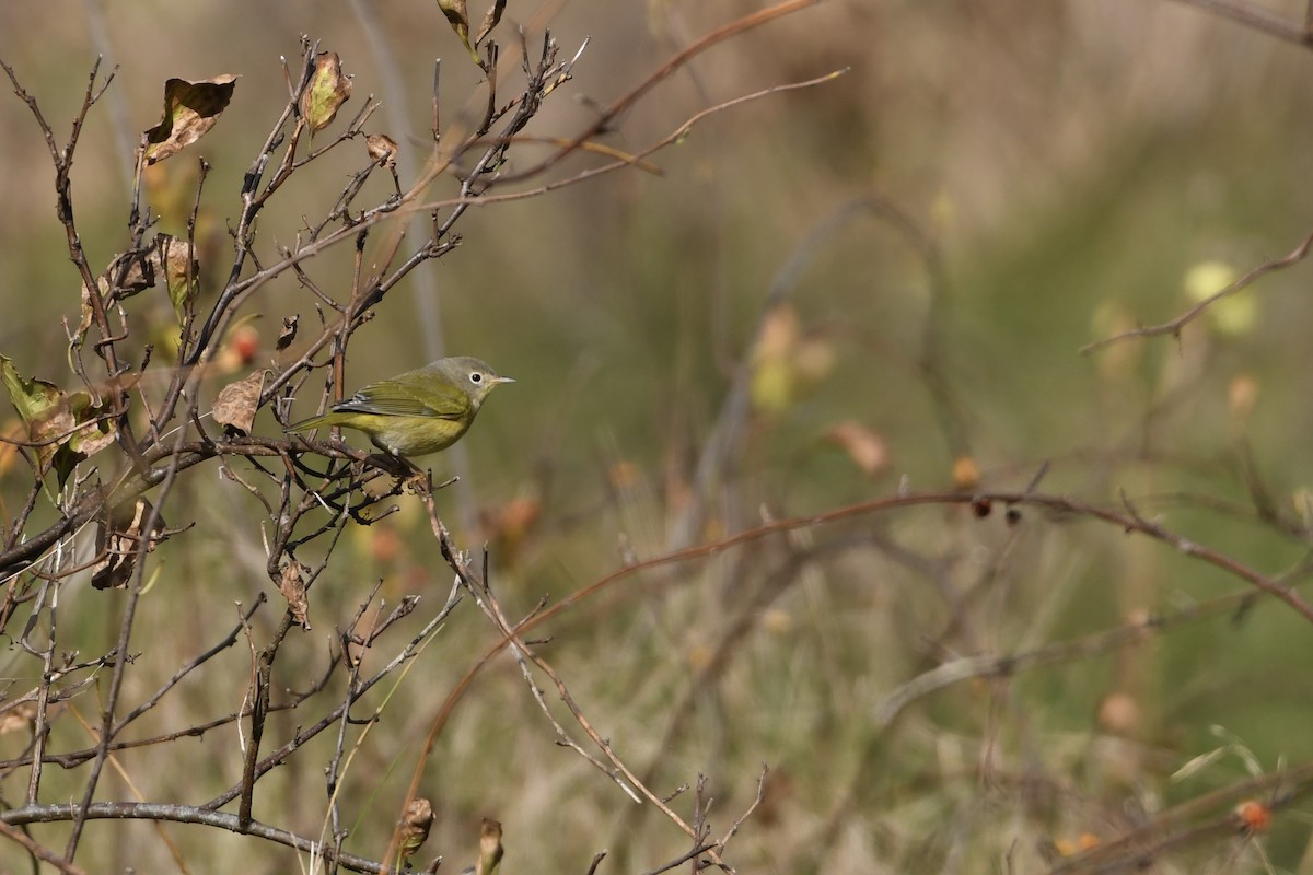 Nashville Warbler - ML644054790