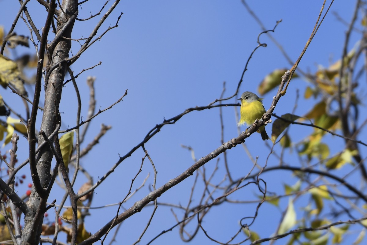 Nashville Warbler - ML644054791
