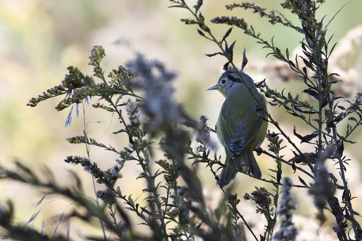 Nashville Warbler - ML644054792