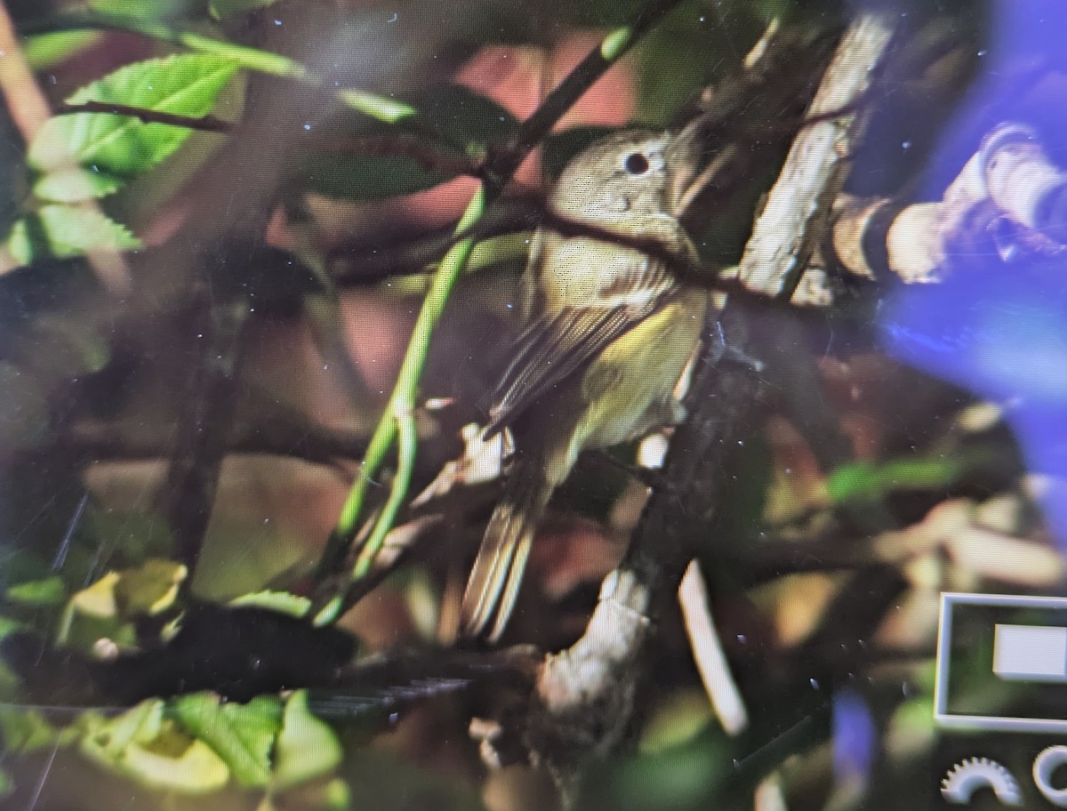 ベルモズモドキ（bellii／medius） - ML644054796