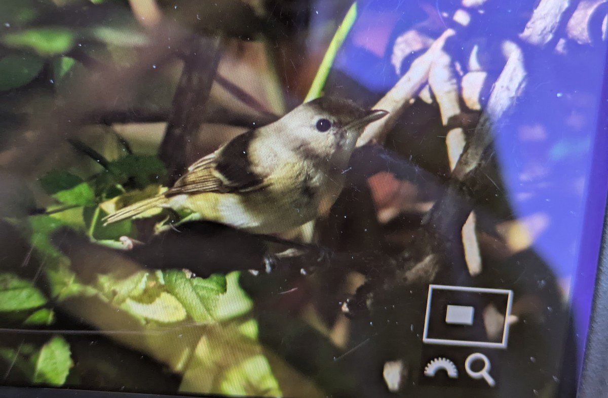 ベルモズモドキ（bellii／medius） - ML644054797