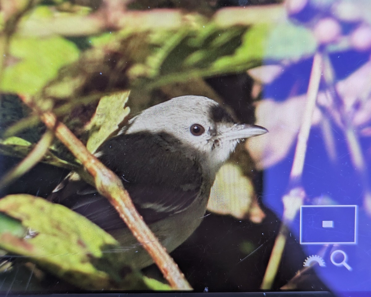 ベルモズモドキ（bellii／medius） - ML644054798