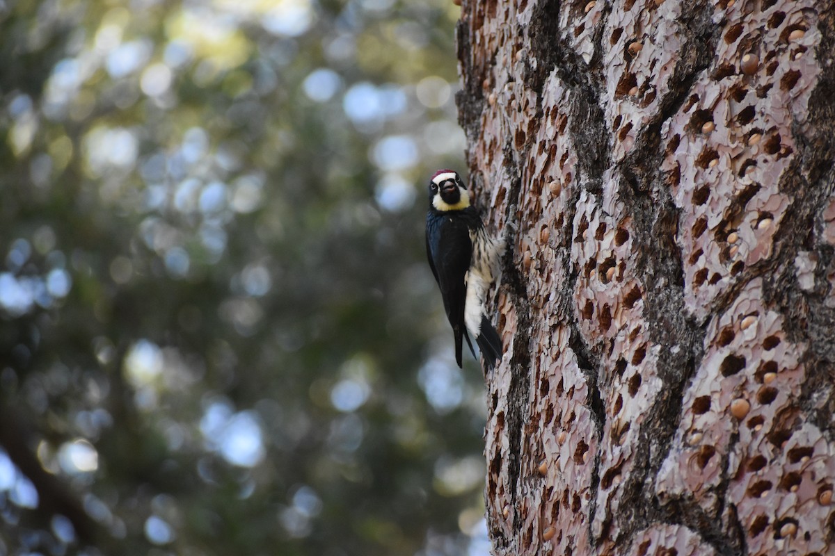 Acorn Woodpecker - ML644054799