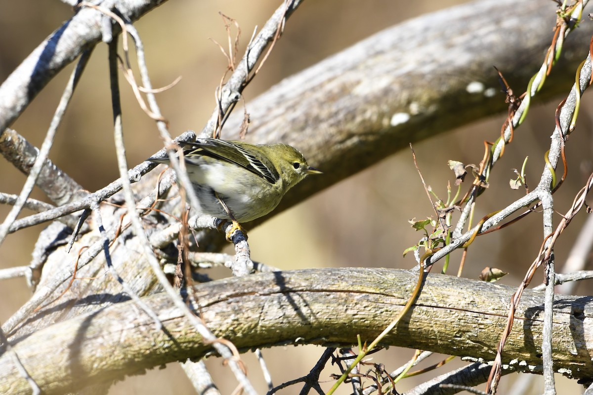 Blackpoll Warbler - ML644054808