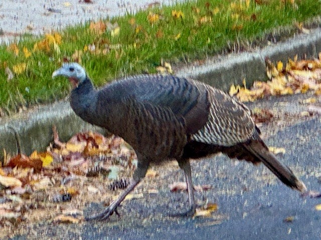 Wild Turkey - ML644054811