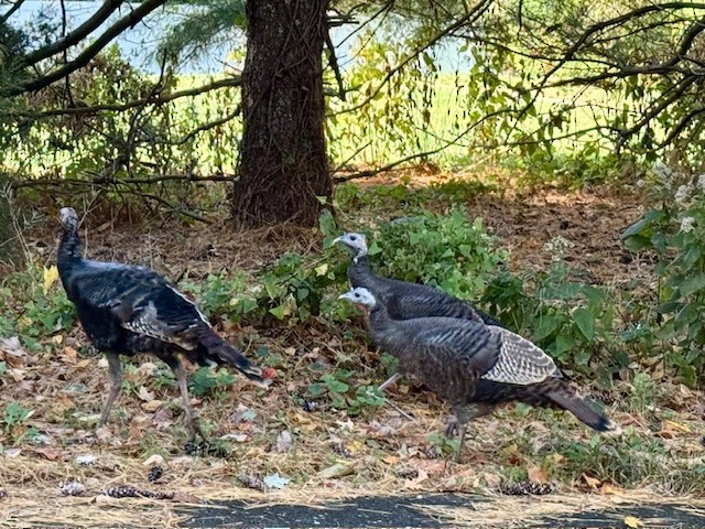 Wild Turkey - ML644054812