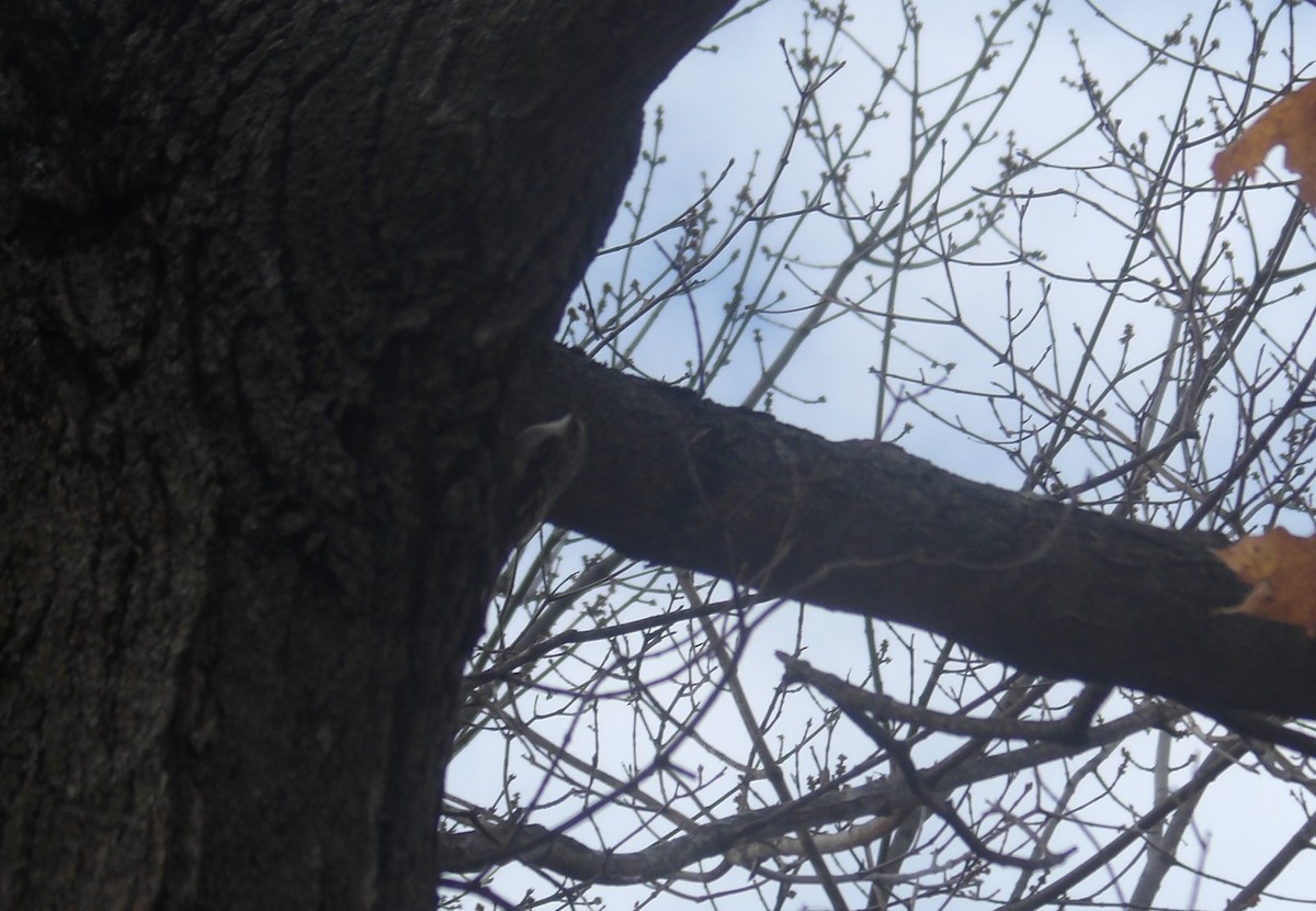 Brown Creeper - ML644054813