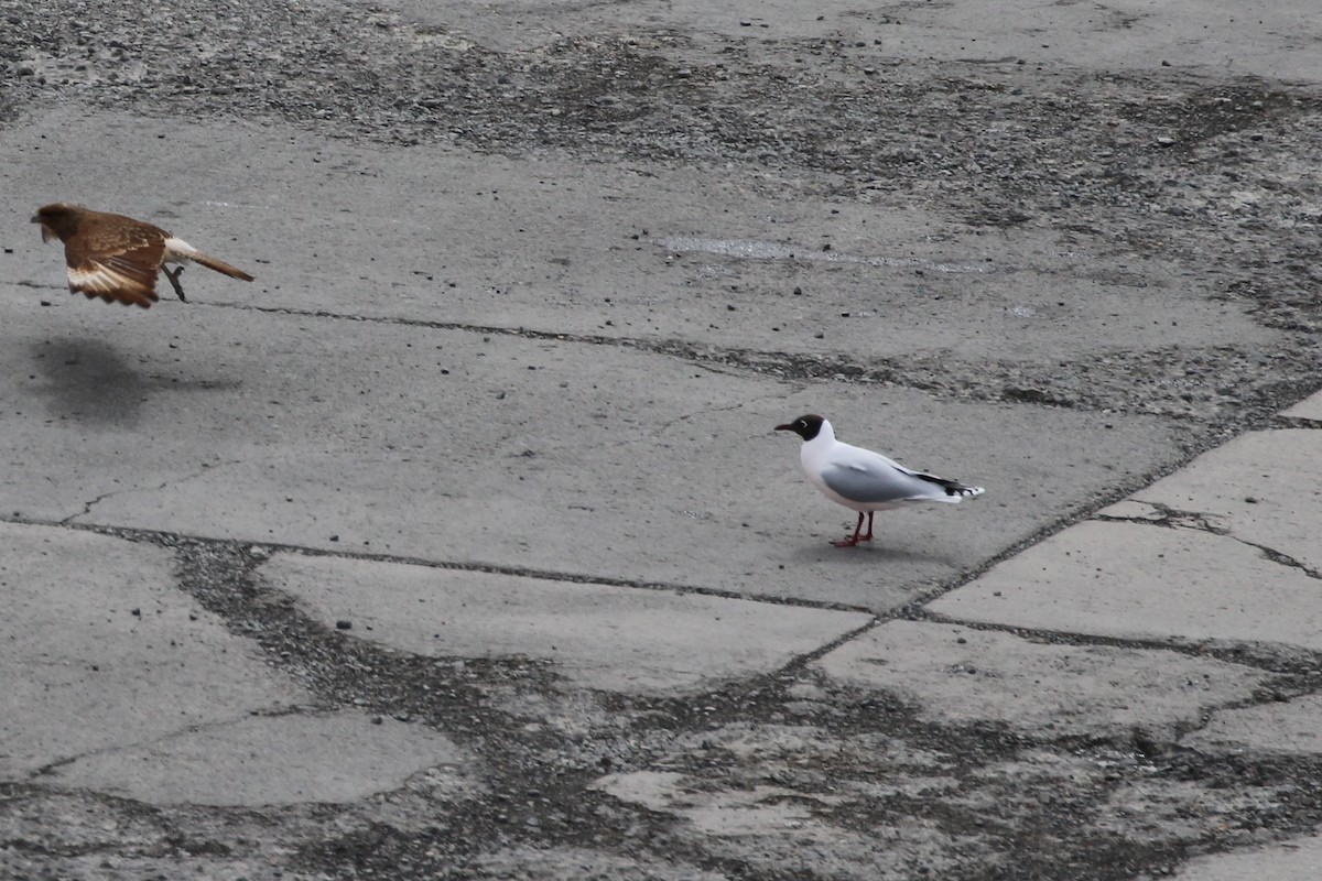 Brown-hooded Gull - ML644054818