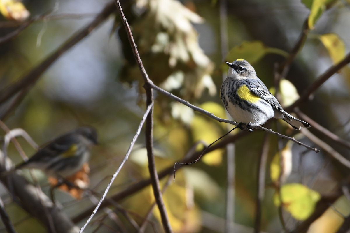 Yellow-rumped Warbler (Myrtle) - ML644054819