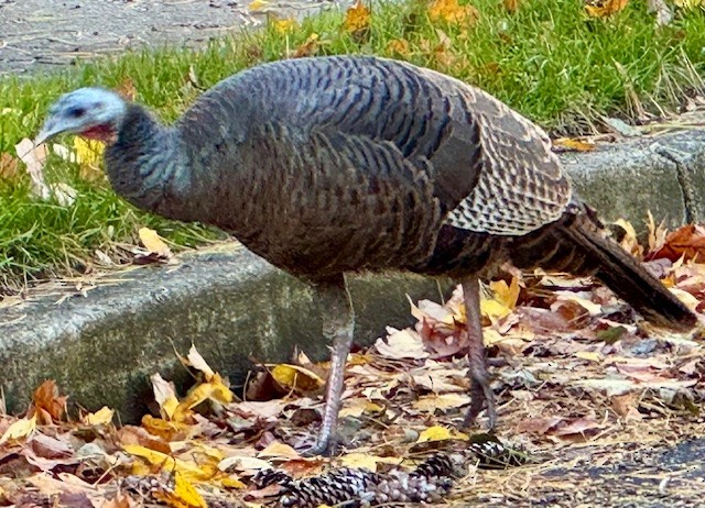 Wild Turkey - ML644054821