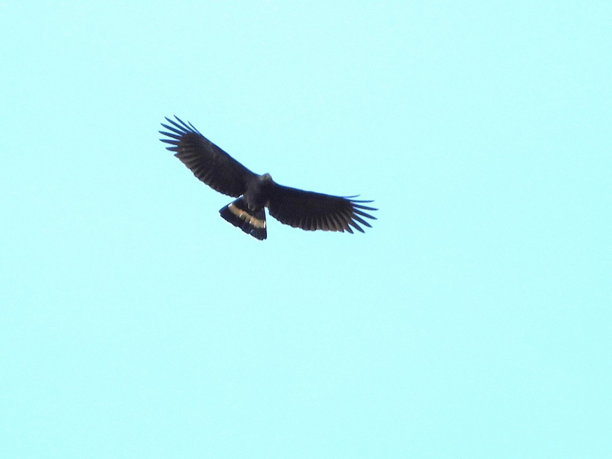 Hook-billed Kite (Hook-billed) - ML644054842