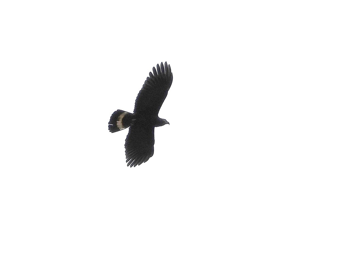 Hook-billed Kite (Hook-billed) - ML644054843