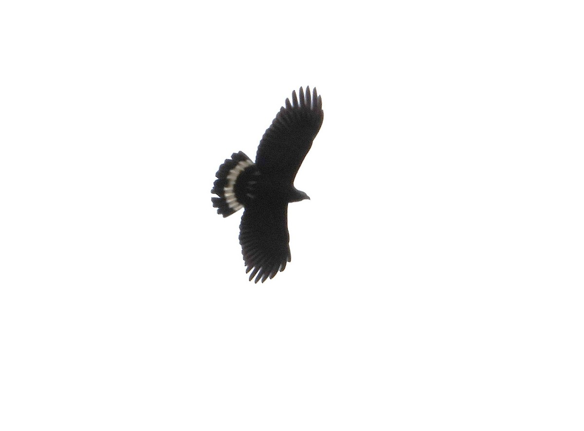 Hook-billed Kite (Hook-billed) - ML644054844