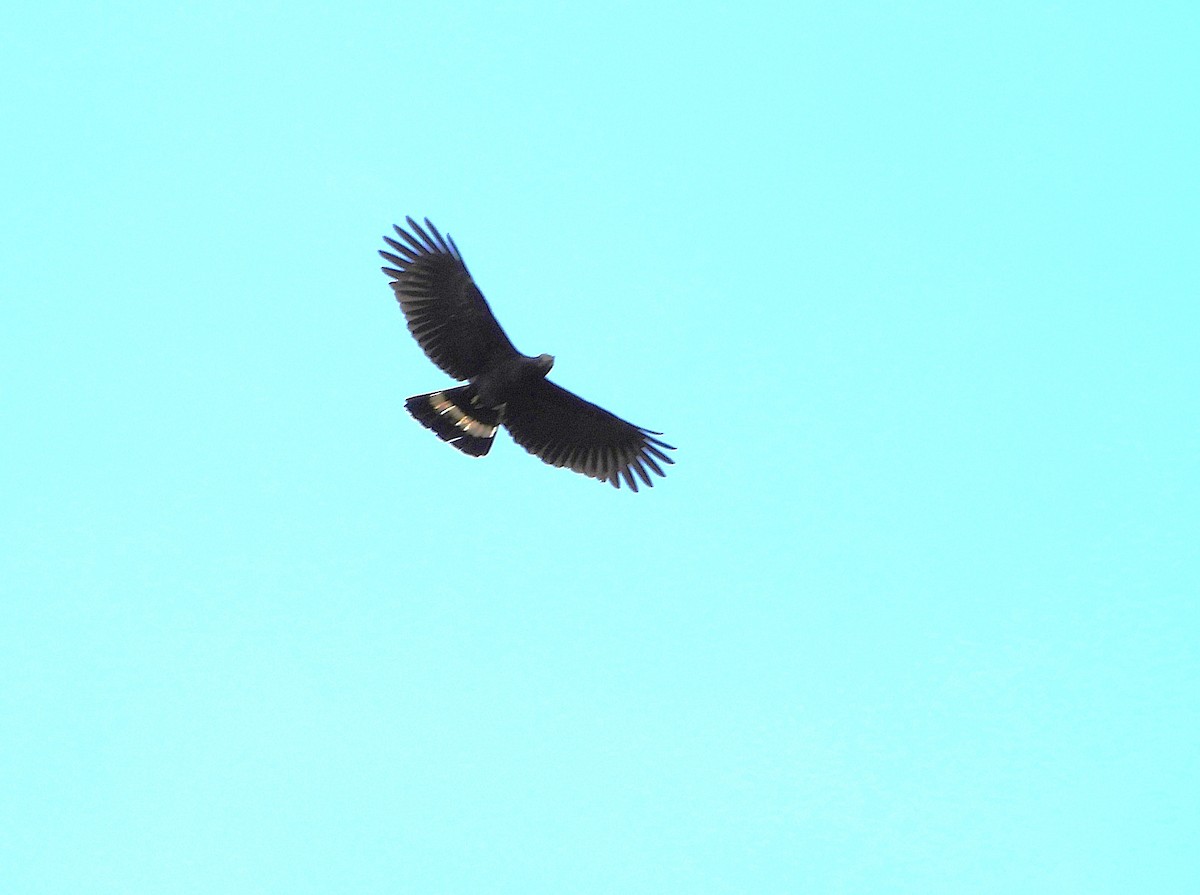 Hook-billed Kite (Hook-billed) - ML644054845