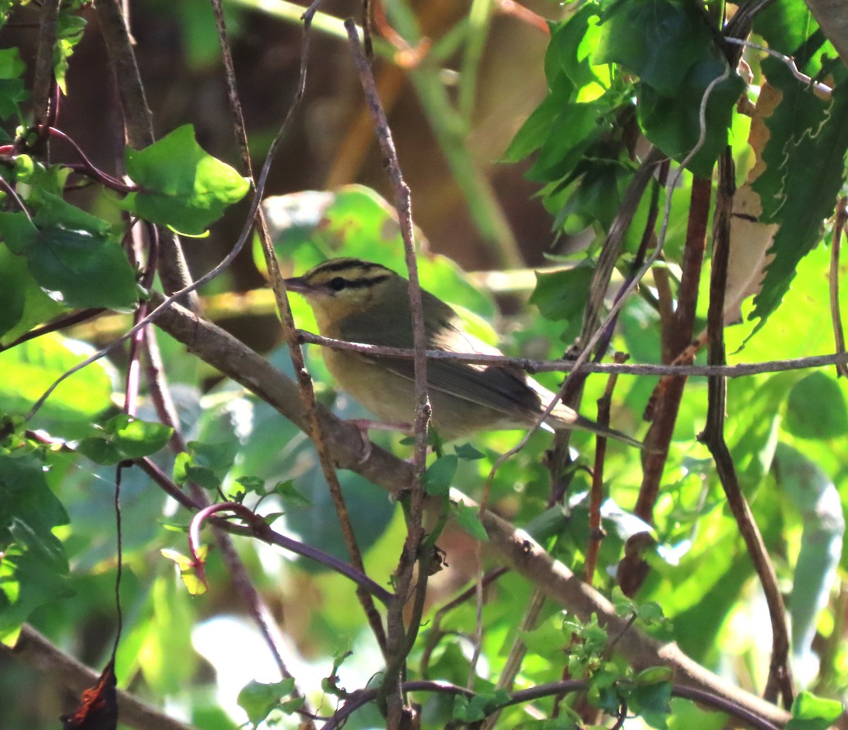 Worm-eating Warbler - ML644054860