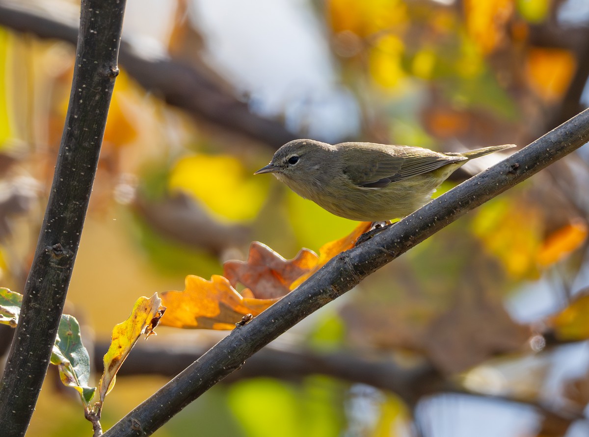 lesňáček hvězdičkový - ML644054864