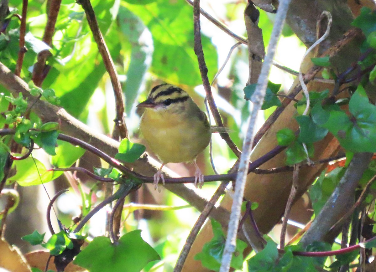 Worm-eating Warbler - ML644054866