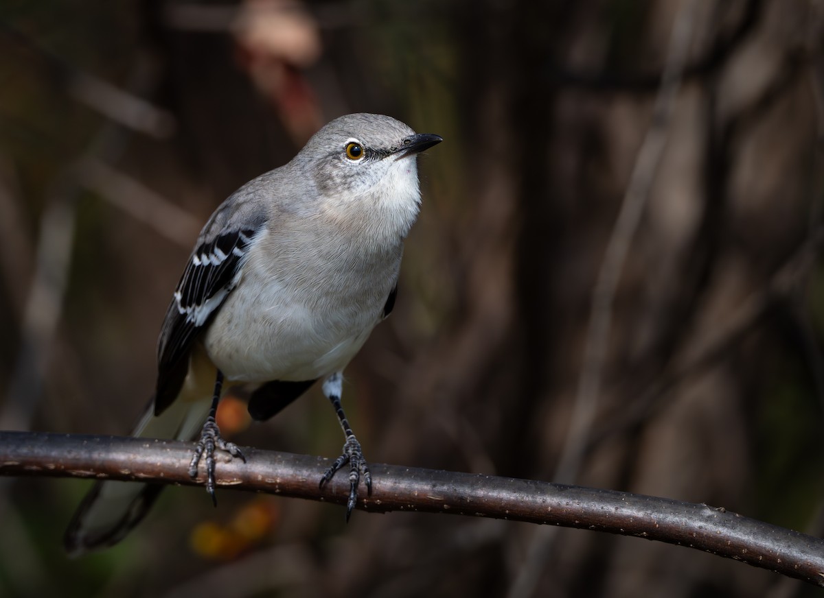 drozdec mnohohlasý - ML644054873