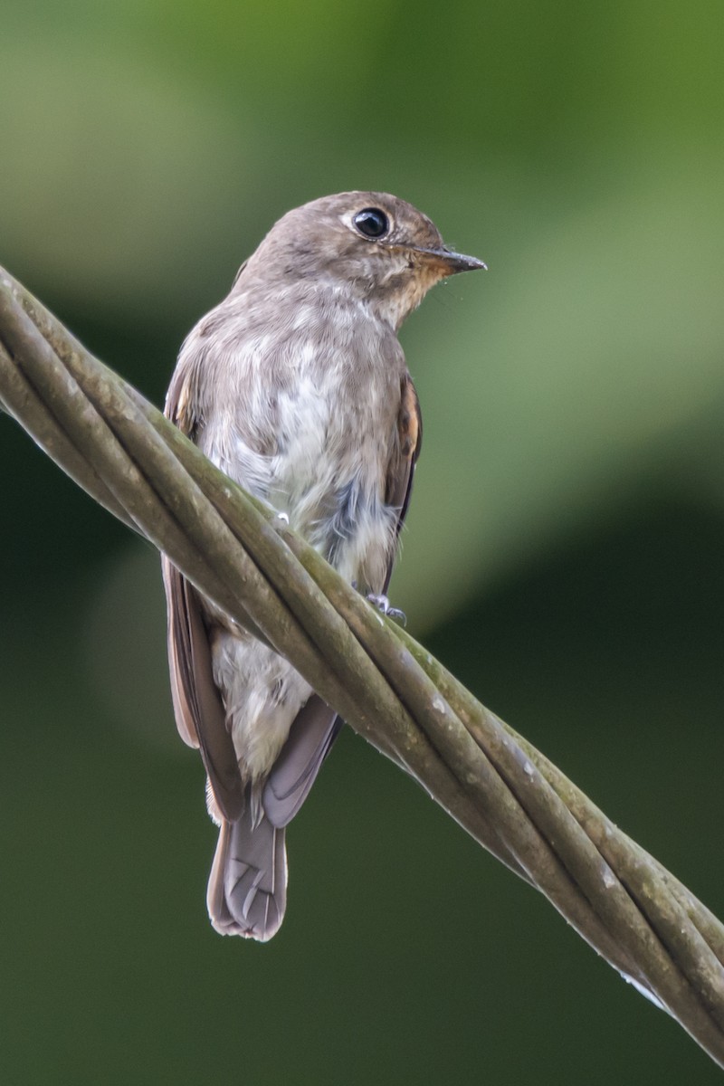 Dark-sided Flycatcher - ML644054891