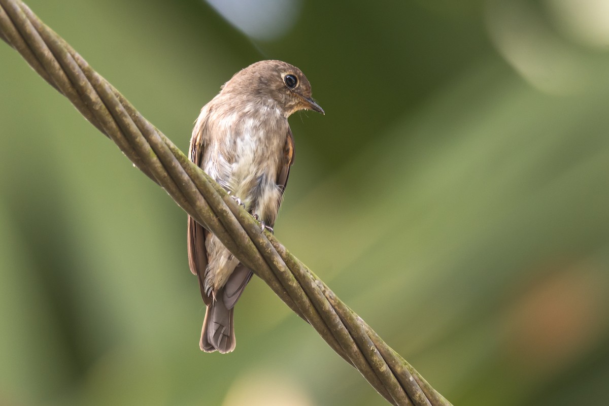 Dark-sided Flycatcher - ML644054892