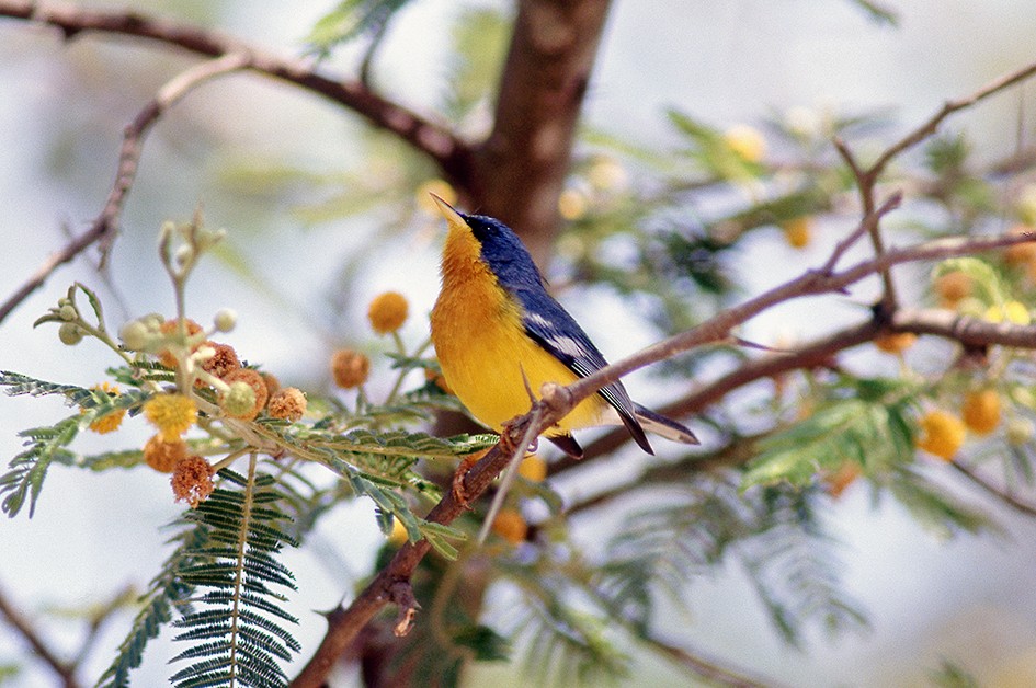 Tropical Parula - ML644054909