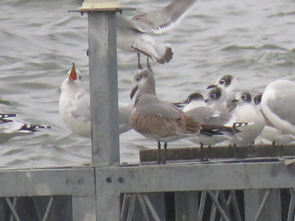 Laughing Gull - ML644054910