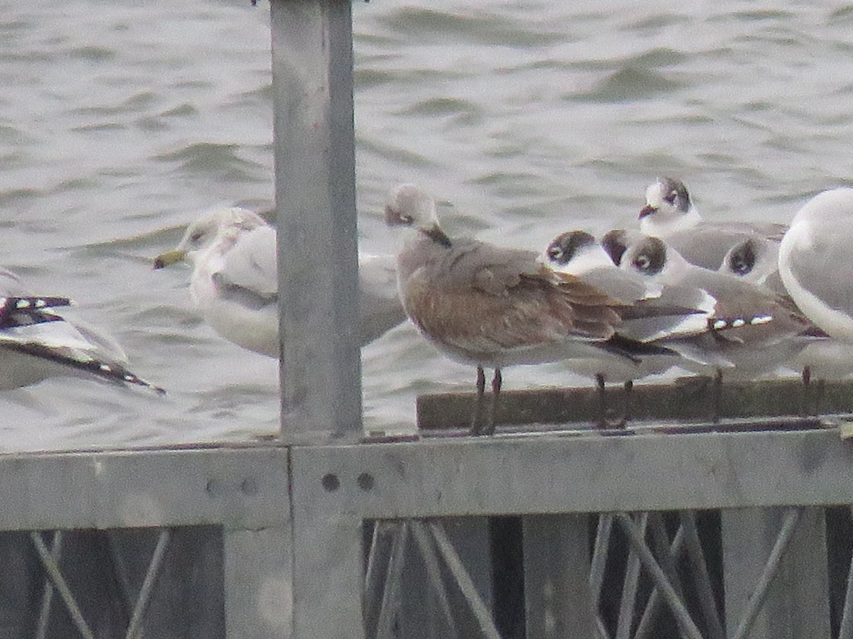 Laughing Gull - ML644054911