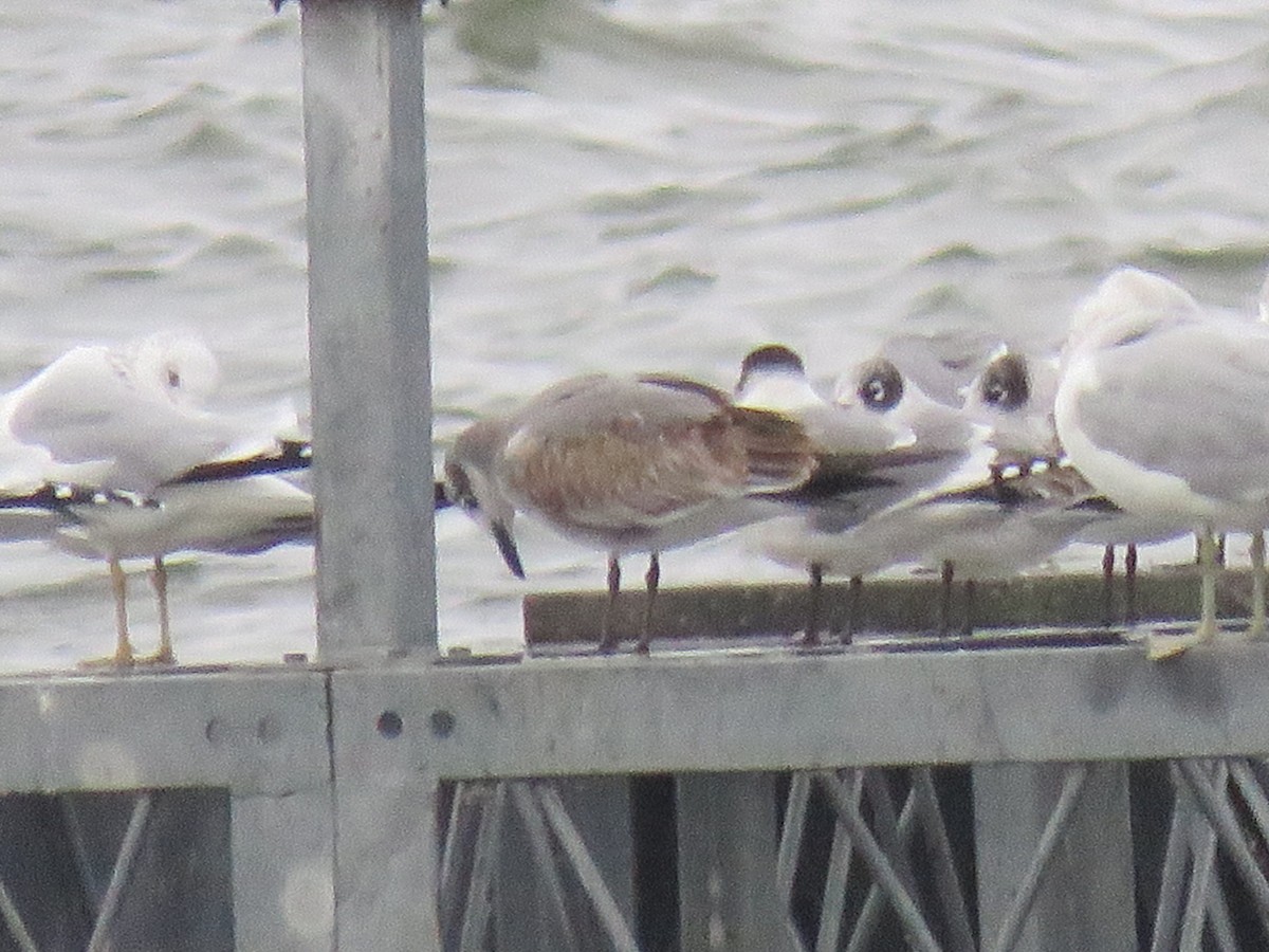 Laughing Gull - ML644054912