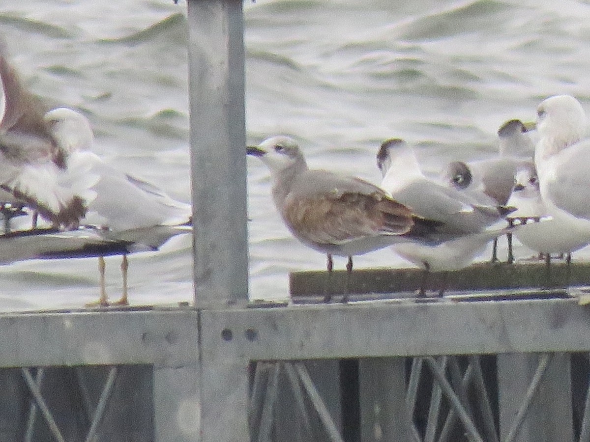 Laughing Gull - ML644054913