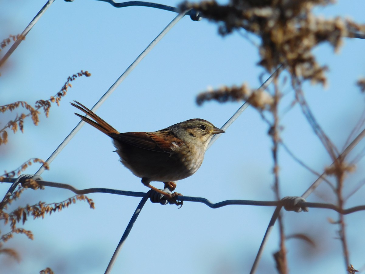 Swamp Sparrow - ML644054960