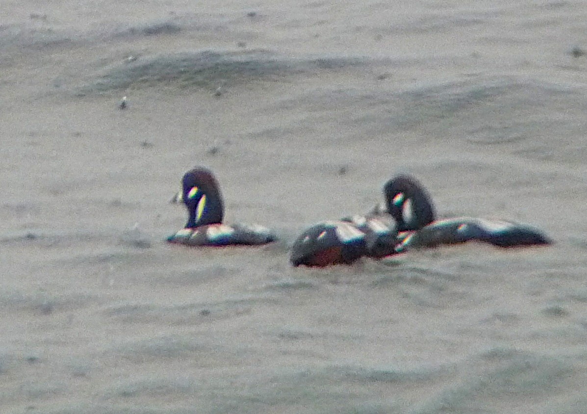 Harlequin Duck - ML644055010