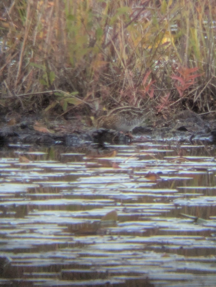 Wilson's Snipe - ML644055014