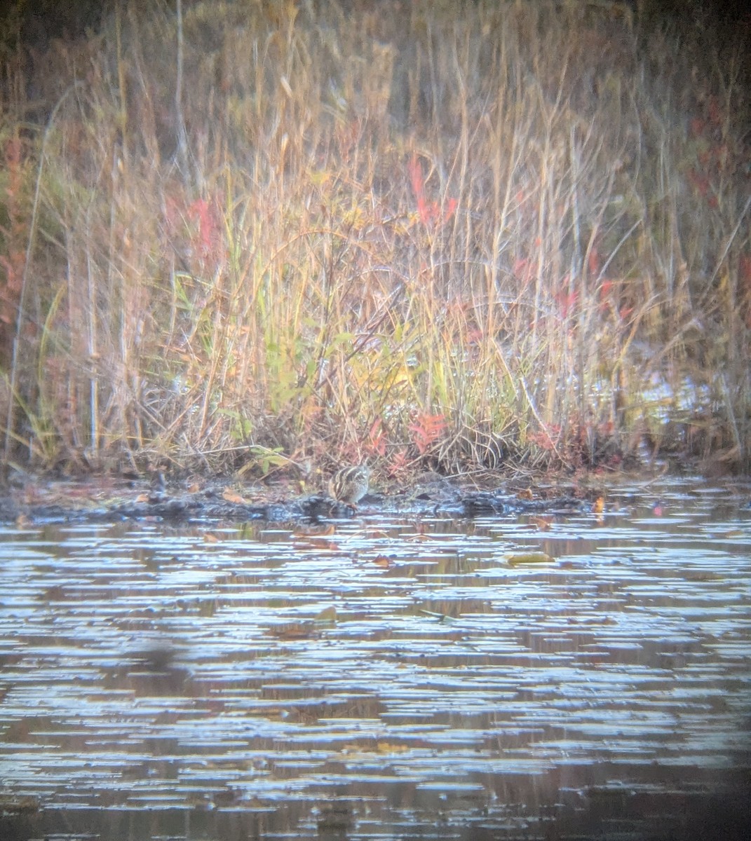 Wilson's Snipe - ML644055015