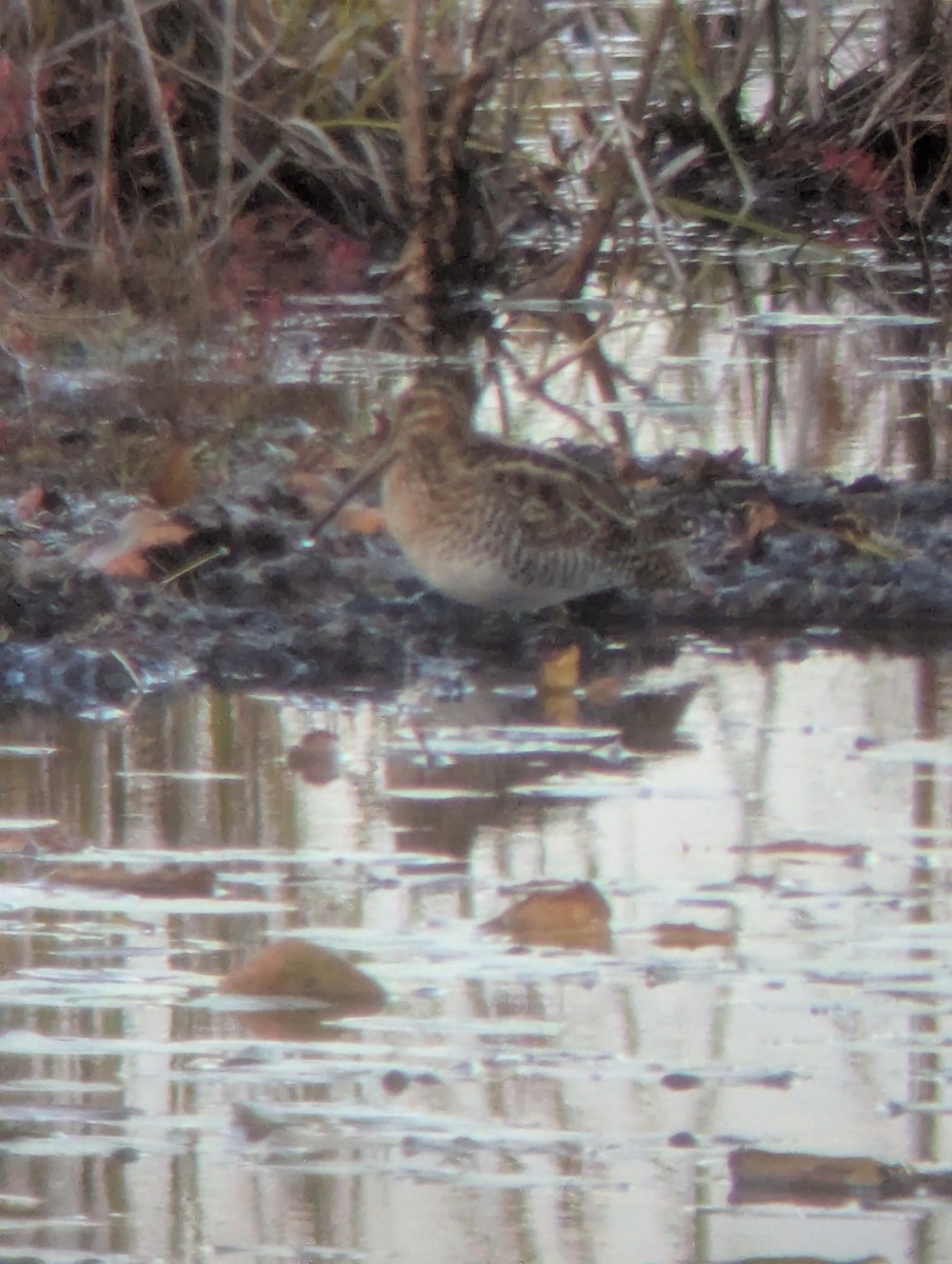 Wilson's Snipe - ML644055016