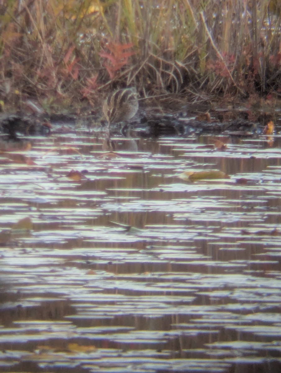 Wilson's Snipe - ML644055017