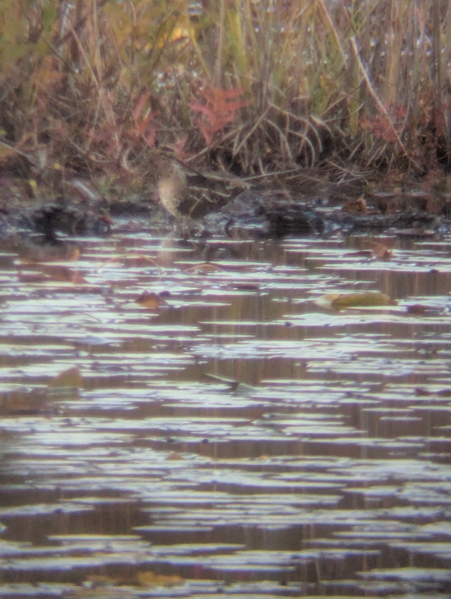 Wilson's Snipe - ML644055018