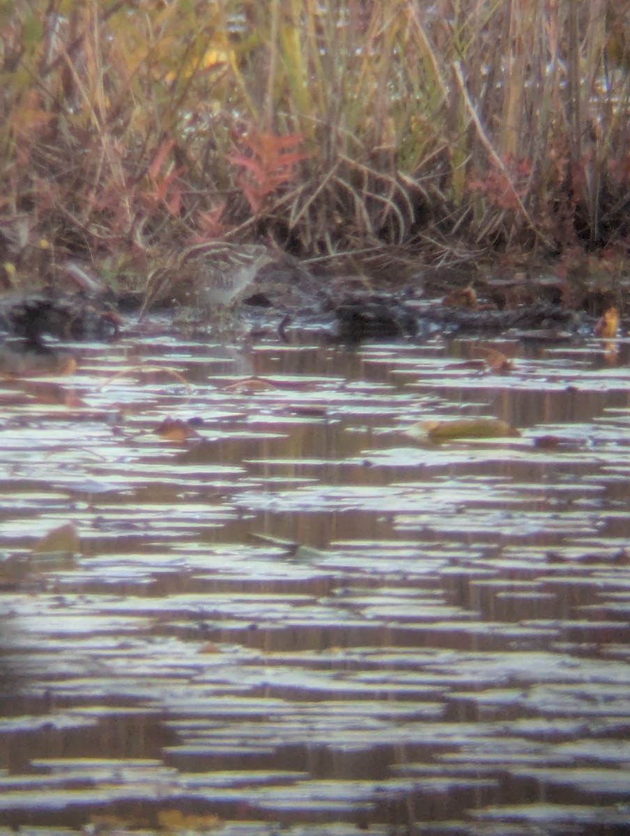 Wilson's Snipe - ML644055019