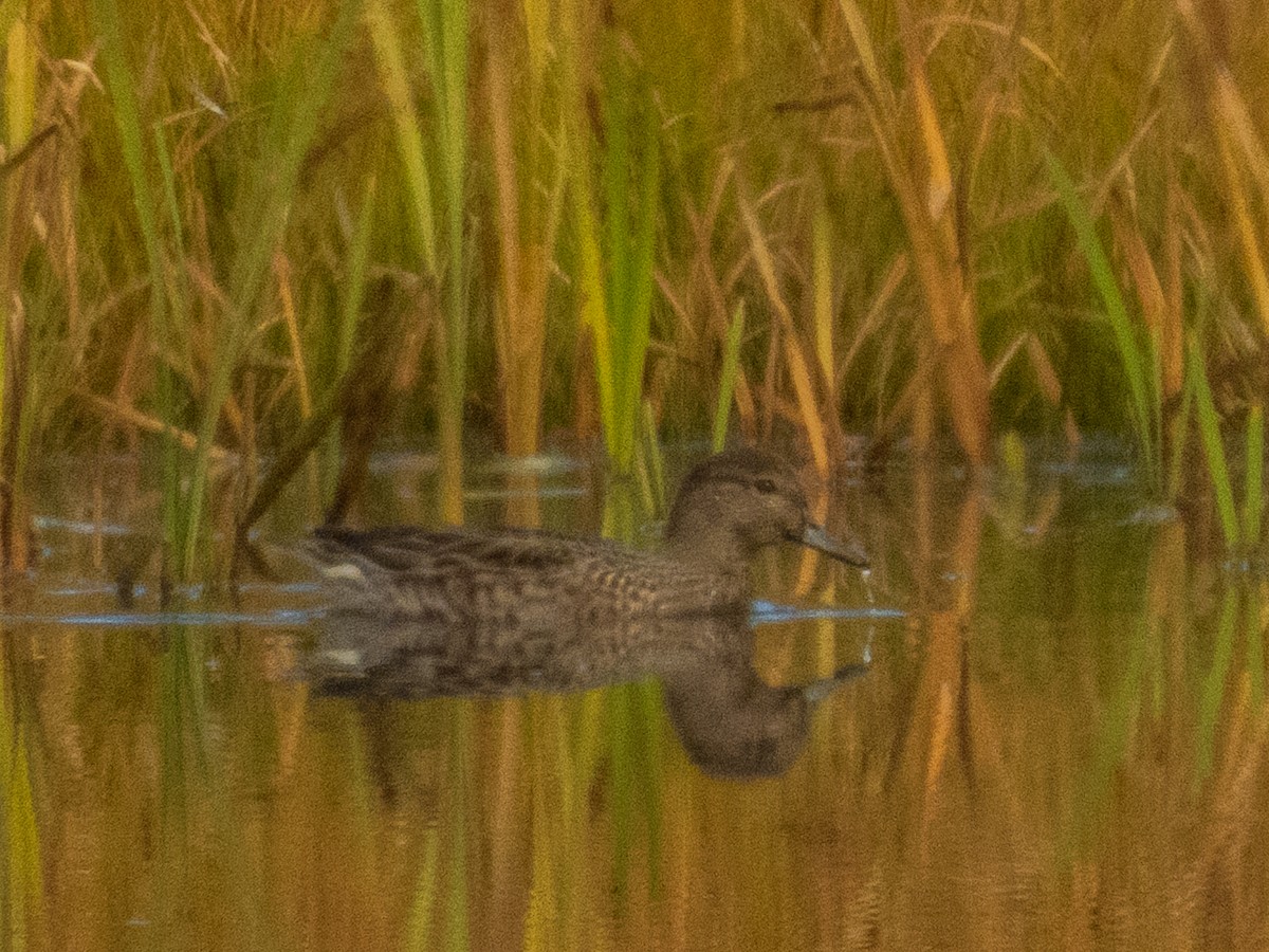 Green-winged Teal - ML644055035