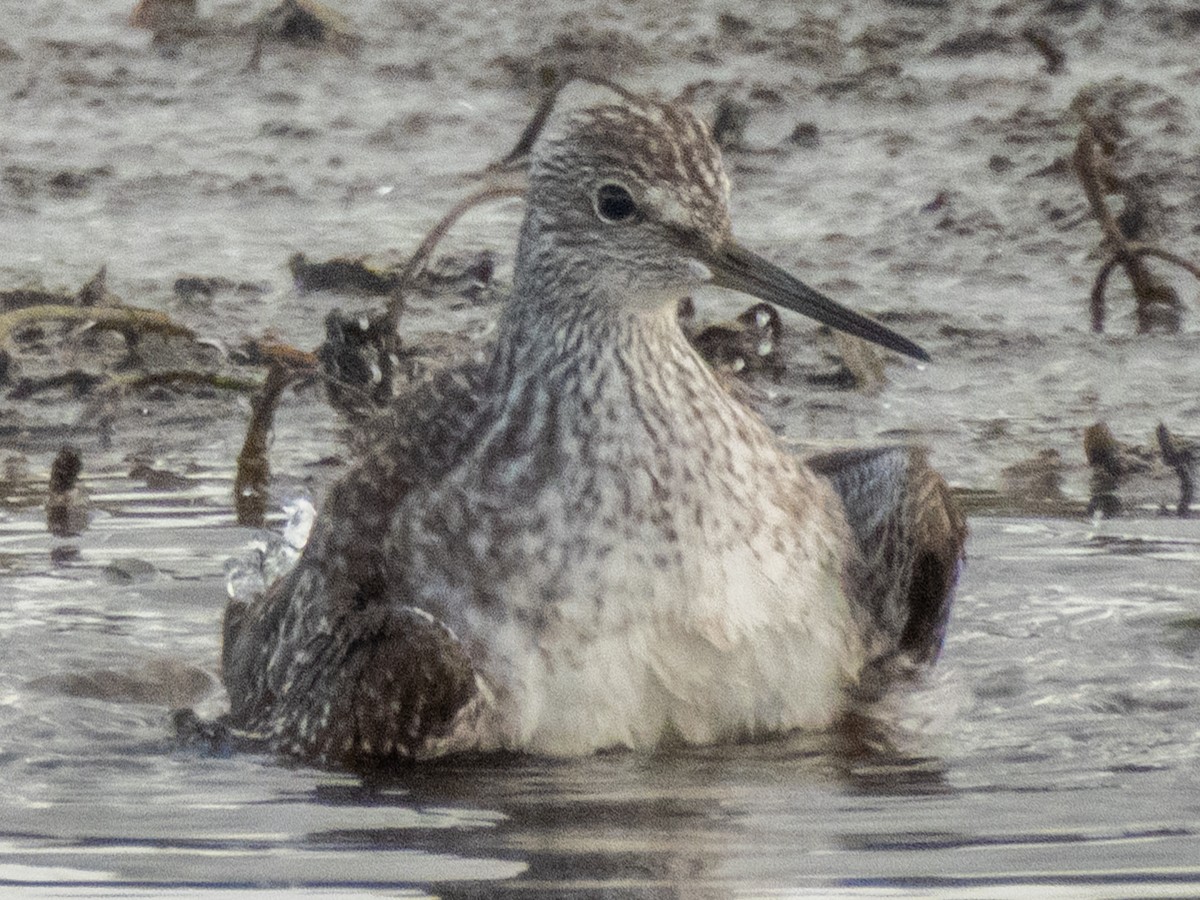 Greater Yellowlegs - ML644055039
