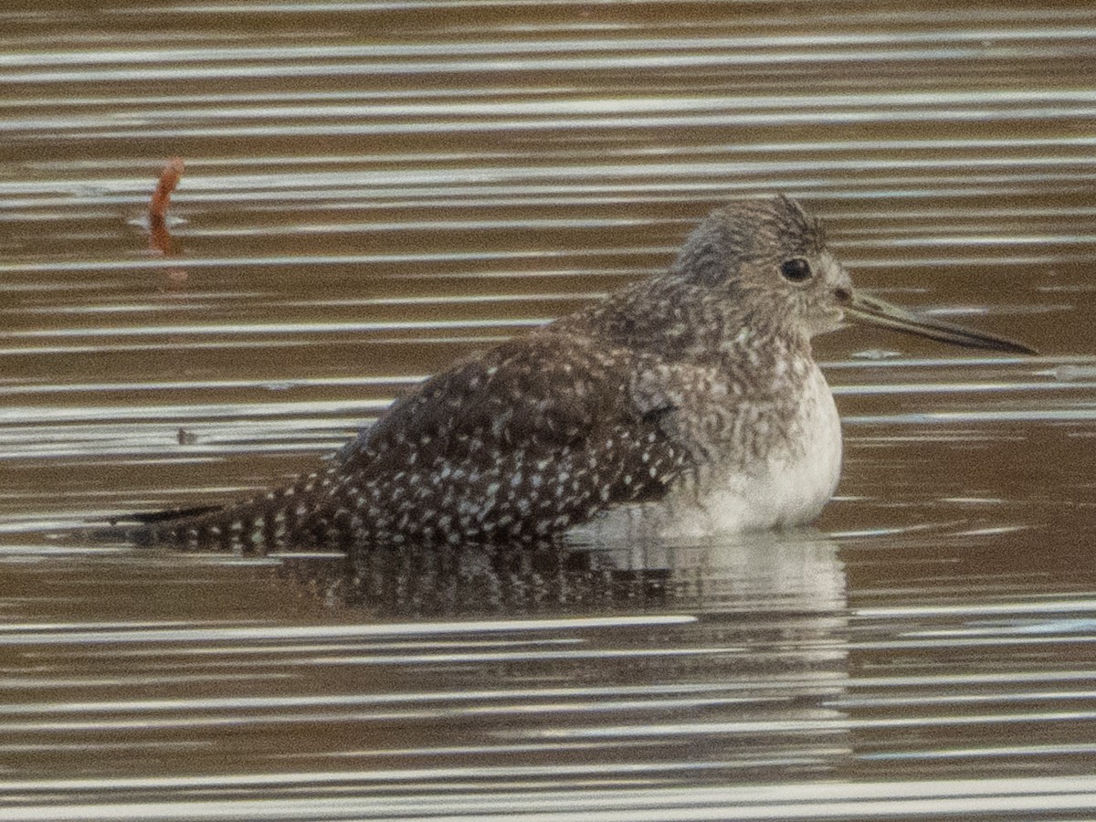 Greater Yellowlegs - ML644055040