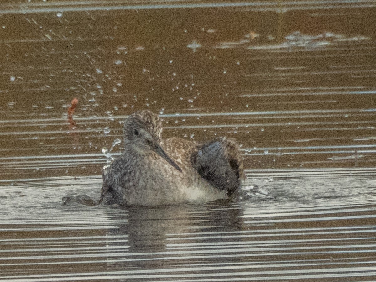 Greater Yellowlegs - ML644055041