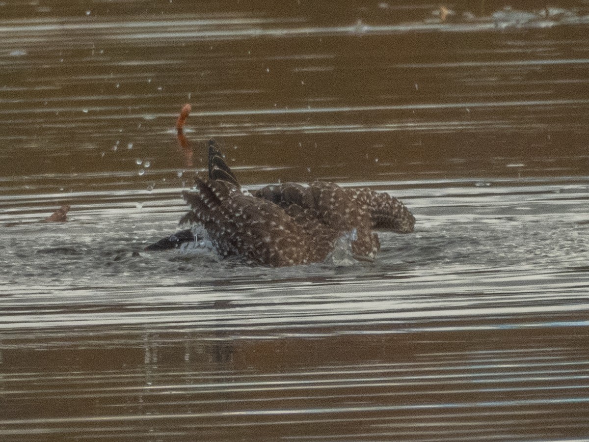 Greater Yellowlegs - ML644055042