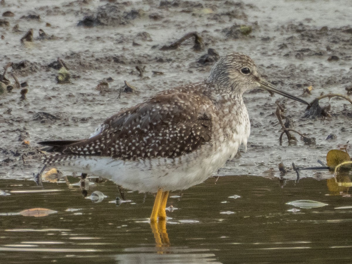 Greater Yellowlegs - ML644055043