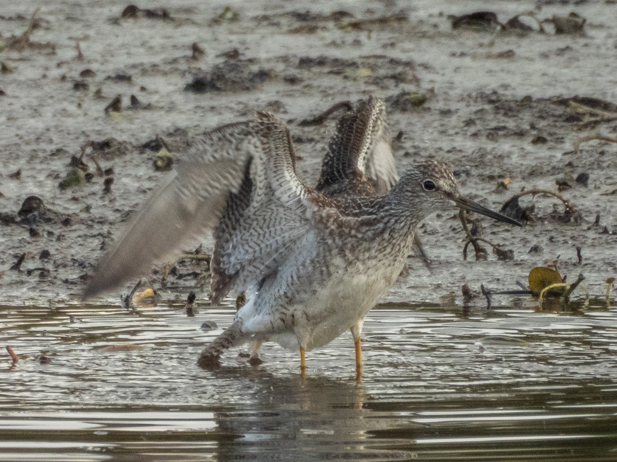 Greater Yellowlegs - ML644055044