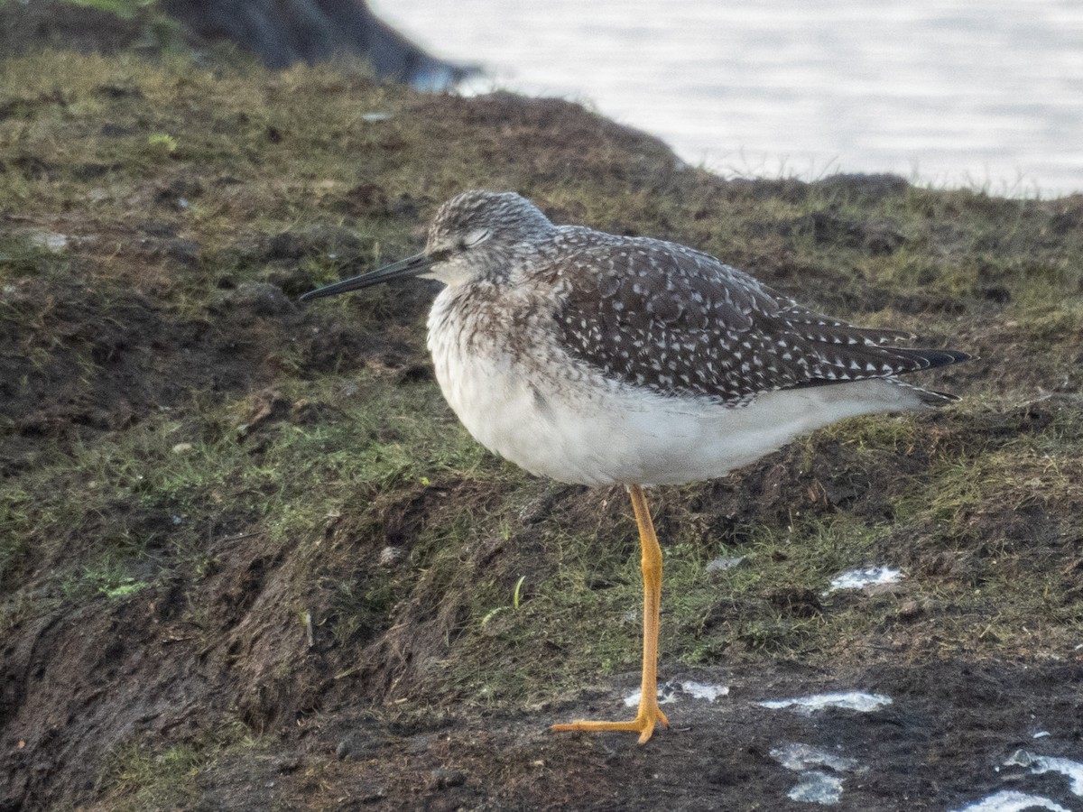 Greater Yellowlegs - ML644055045