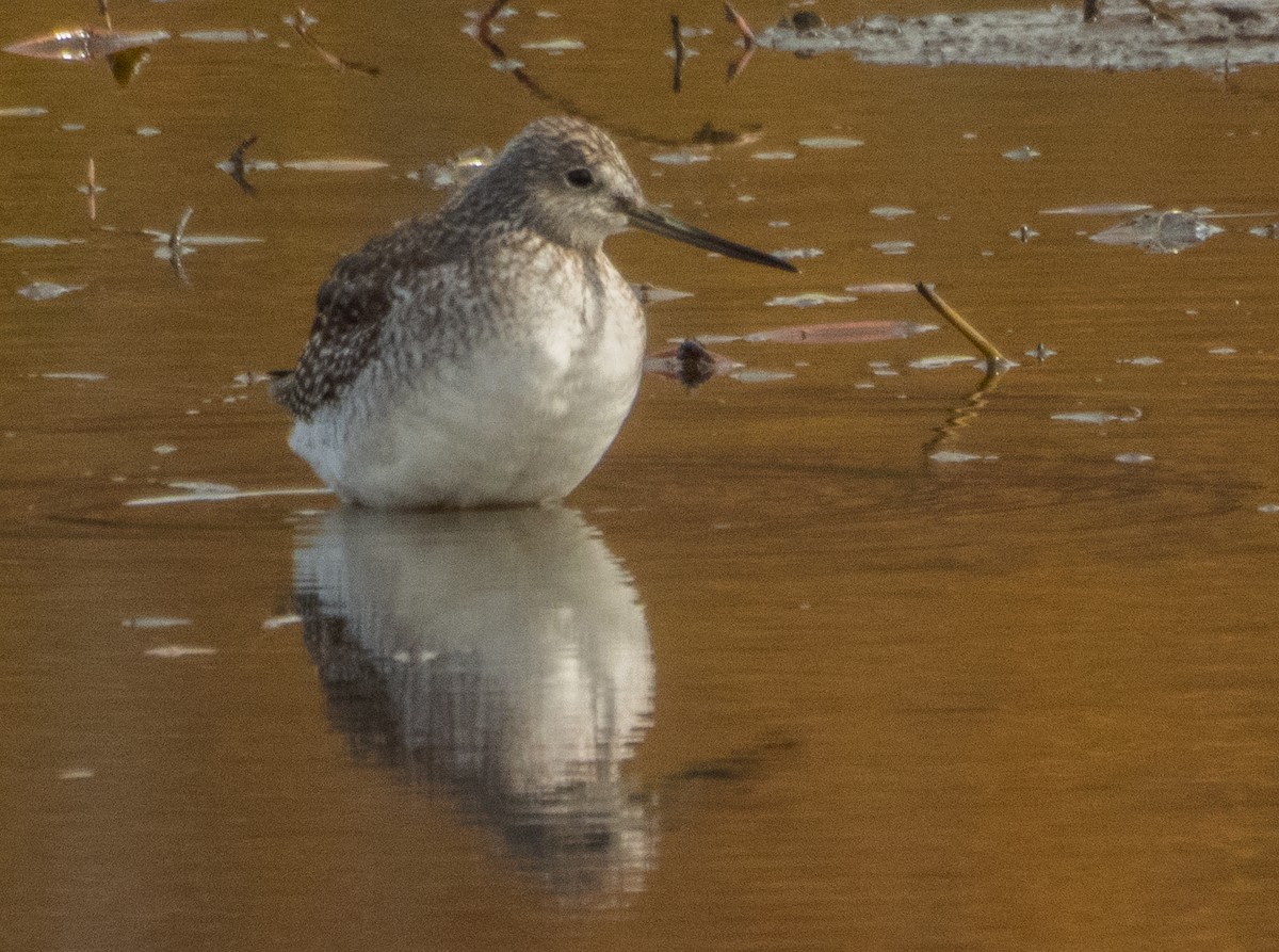 Greater Yellowlegs - ML644055046