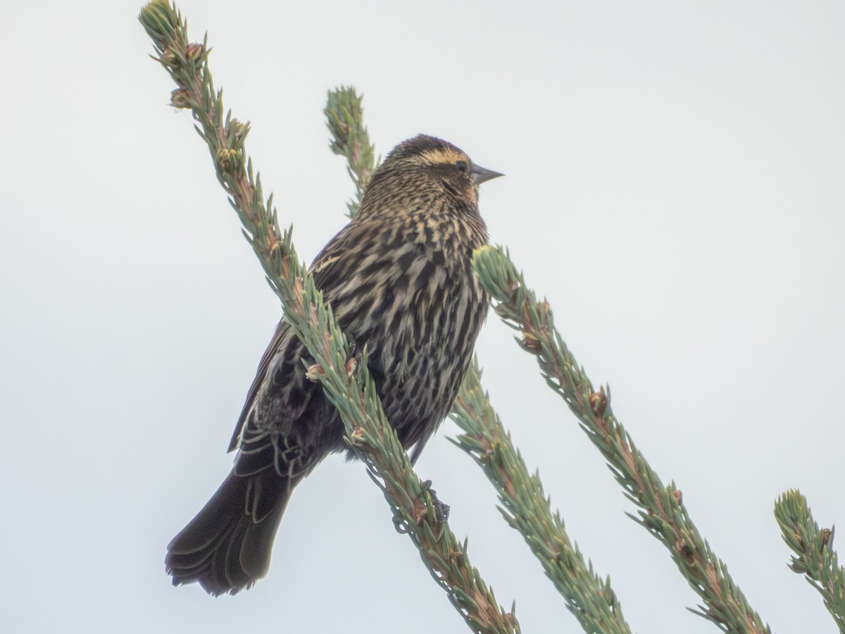 Red-winged Blackbird - ML644055087