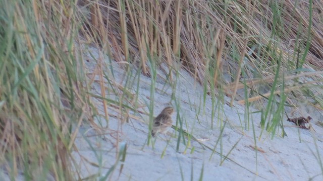 Chestnut-collared Longspur - ML644055099